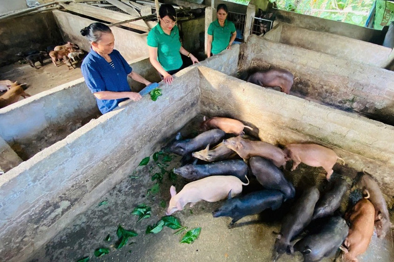 Mô hình nuôi lợn đen bản địa của gia đình bà Lương Thị Liên cho thu nhập hơn 100 triệu đồng/năm.