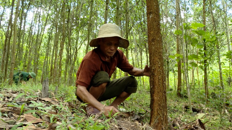 Ông Lô Văn Quỳnh ở bản Khe Nóng, chăm sóc vườn keo của gia đình. Ông Lô Văn Quỳnh ở bản Khe Nóng, chăm sóc vườn keo của gia đình.