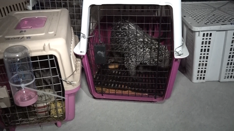 Động vật hoang dã đều còn sống.