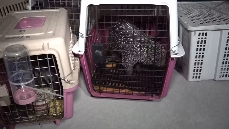 Động vật hoang dã đều còn sống. Động vật hoang dã đều còn sống.