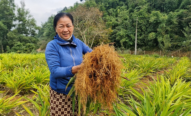Nhờ nguồn vốn chính sách, bà con Quỳ Châu phát triển vùng nguyên liệu hương bài, phục vụ làng nghề làm hương trầm Quỳ Châu truyền thống. (Ảnh: Đình Phượng)