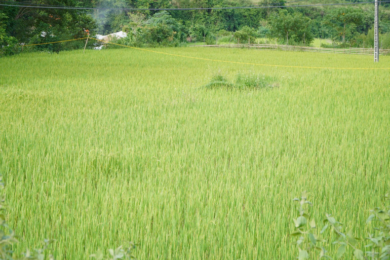 Những ruộng lúa ở bản Búng.