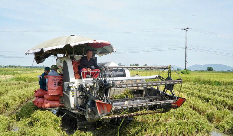 Thu hoạch lúa hè thu ở khối 8, thị trấn Hưng Nguyên.