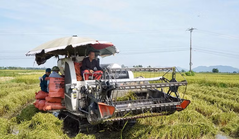 Thu hoạch lúa hè thu ở khối 8, thị trấn Hưng Nguyên.