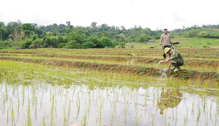 Trung tá Ngũ Quang Hùng hướng dẫn bà con kỹ thuật chăm sóc lúa lai ở bản Huồi Thum.