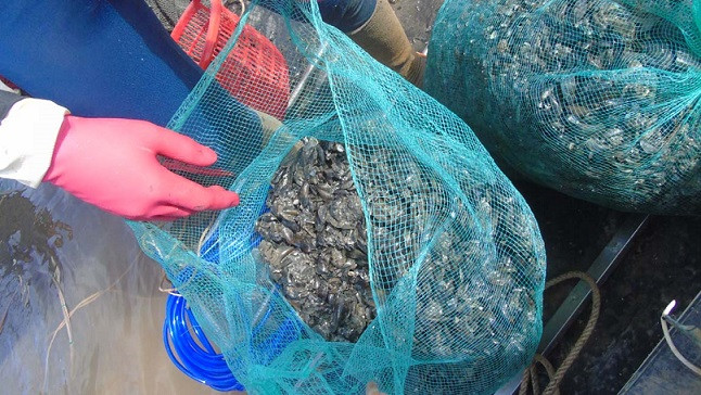 Lặn vẹm cho thu nhập khá.