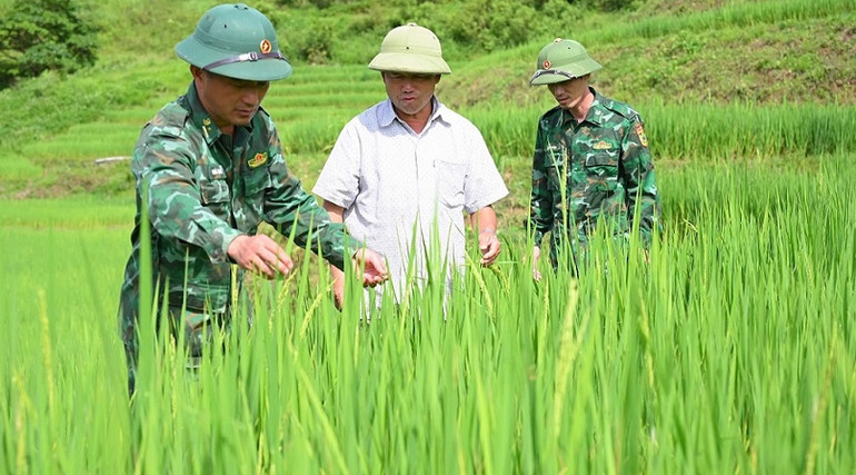 Hướng dẫn đồng bào kỹ thuật chăm sóc lúa nước bằng tiếng đồng bào giúp đạt hiệu quả cao hơn.