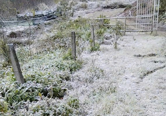 Băng giá trắng xóa trên cỏ.