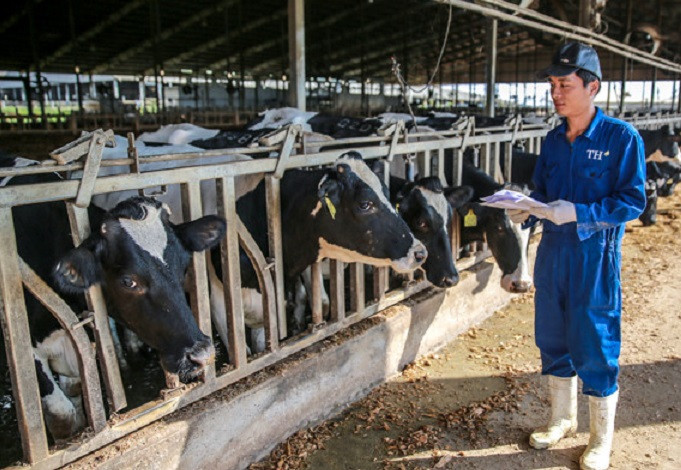 Trang trại bò của Tập đoàn TH kiểm tra sức khỏe bò hằng ngày.