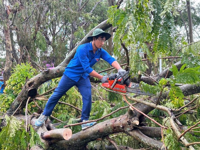 Dọn dẹp cây đổ.