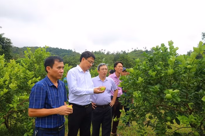 Xã Hưng Yên Nam đã hình thành vùng trồng chanh cho thu nhập cao.