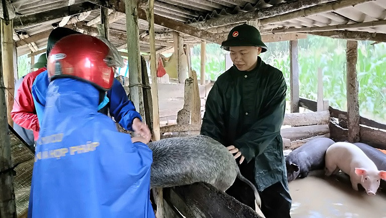 Giúp dân di dời vật nuôi đến nơi an toàn ở xã Môn Sơn, huyện Con Cuông.