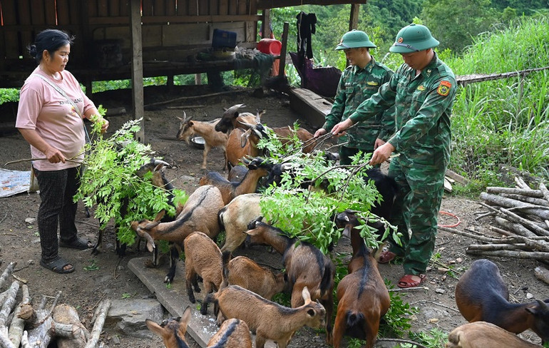 Mô hình giúp dân nuôi dê phát triển kinh tế của Đồn Biên phòng Tam Hợp.