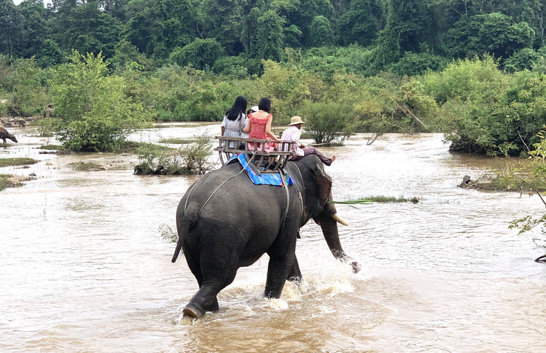 Một thời gian dài trước đây, tình trạng sử dụng voi nhà "cõng" khách du lịch đến kiệt sức khiến đàn voi nhà trên địa bàn tỉnh Đắk Lắk giảm nhanh về số lượng. (Ảnh: Công Lý)