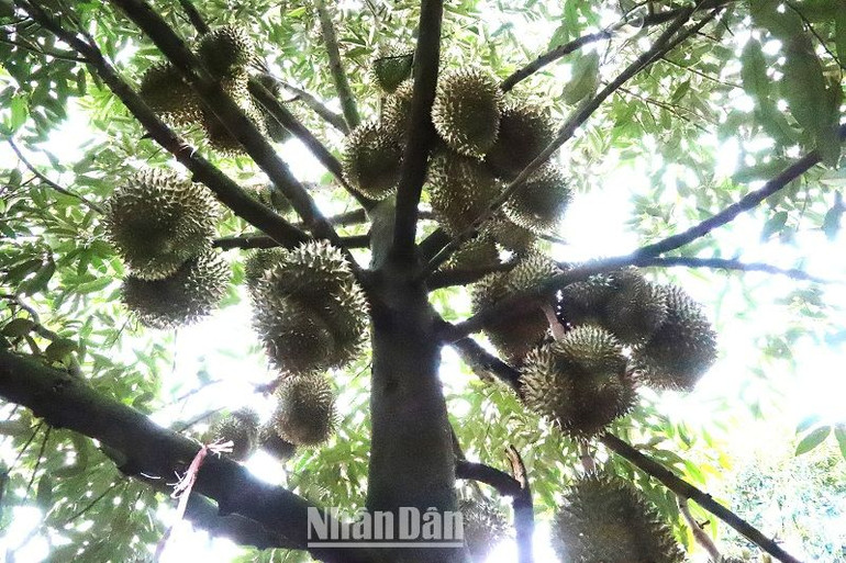 Sầu riêng trồng trên địa bàn xã Ea Yông, huyện Krông Pắc vừa cho năng suất cao, chất lượng lại tốt nên được người tiêu dùng rất ưa chuộng. Sầu riêng trồng trên địa bàn xã Ea Yông, huyện Krông Pắc vừa cho năng suất cao, chất lượng lại tốt nên được người tiêu dùng rất ưa chuộng.