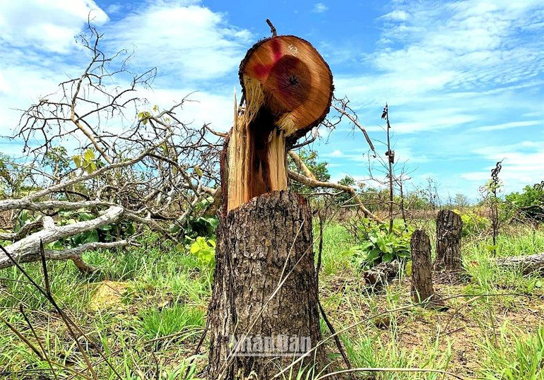 Nhiều cây rừng tự nhiên có đường kính lớn tại Tiểu khu 222 và Tiểu khu 205 do Ủy ban nhân dân xã Ya Tờ Mốt, huyện Ea Súp quản lý bị triệt hạ. (Ảnh được chụp vào tháng 4/2022) Nhiều cây rừng tự nhiên có đường kính lớn tại Tiểu khu 222 và Tiểu khu 205 do Ủy ban nhân dân xã Ya Tờ Mốt, huyện Ea Súp quản lý bị triệt hạ. (Ảnh được chụp vào tháng 4/2022)