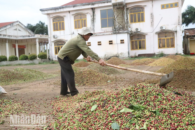 Năm nay thời tiết khá thuận lợi cho việc thu hoạch và phơi cà-phê.