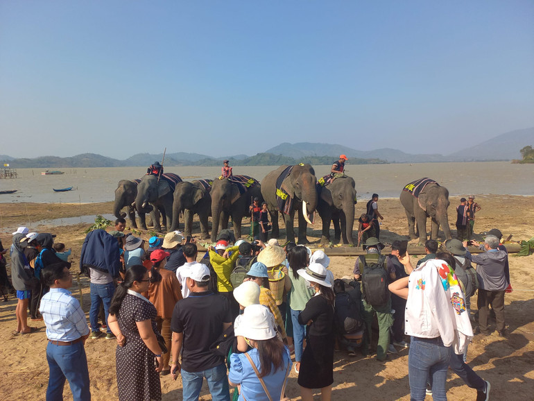 Cần đẩy nhanh việc chuyển đổi từ mô hình du lịch cưỡi voi sang mô hình du lịch thân thiện với voi ở Đắk Lắk, góp phần bảo tồn đàn voi nhà hiện nay. (Ảnh: CTV)