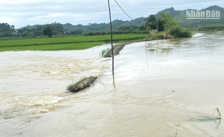 Nước lũ từ sông Krông Na tràn bờ vào đồng ruộng gây ngập lụt hàng trăm ha lúa của người dân ở xã Buôn Triết, huyện Lắk.