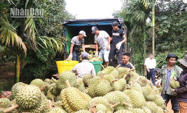 Các doanh nghiệp đưa xe tải về tận vườn thu mua sầu riêng cho nông dân.