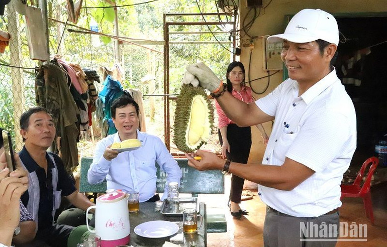 Vào vụ thu hoạch, du khách có thể thưởng thức sầu riêng ngay tại nhà vườn.