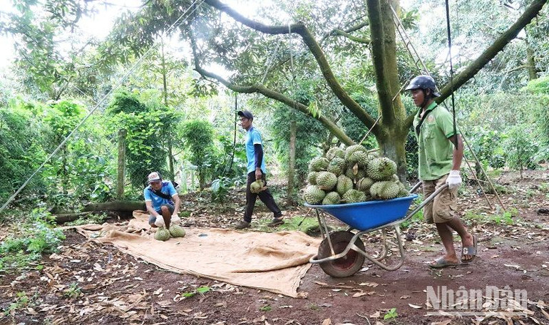 Người nông dân huyện Krông Pắc vui mừng, phấn khởi thu hoạch sầu riêng vì giá bán giá sầu riêng đang ở mức cao.