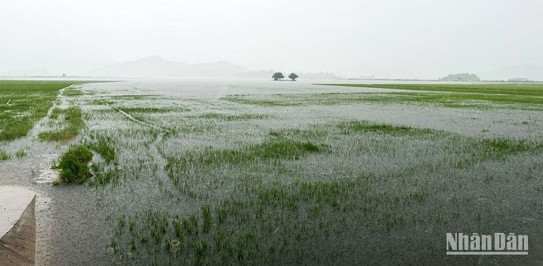 Gần 1.500ha lúa ở huyện Lắk bị chìm trong nước lũ. Gần 1.500ha lúa ở huyện Lắk bị chìm trong nước lũ.