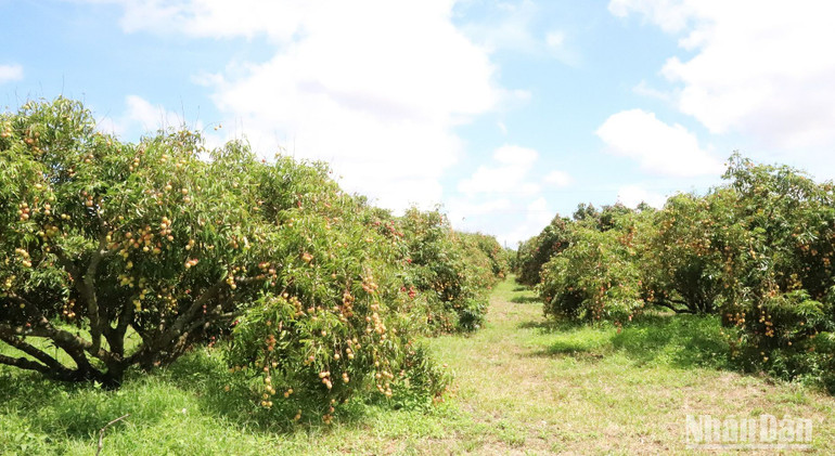 Những năm gần đây, nhiều nông dân ở huyện Ea Kar, tỉnh Đắk Lắk đã chuyển đổi từ trồng hồ tiêu và các loại cây trồng ngắn ngày khác sang trồng vải mang lại hiệu quả kinh tế cao. Những năm gần đây, nhiều nông dân ở huyện Ea Kar, tỉnh Đắk Lắk đã chuyển đổi từ trồng hồ tiêu và các loại cây trồng ngắn ngày khác sang trồng vải mang lại hiệu quả kinh tế cao.
