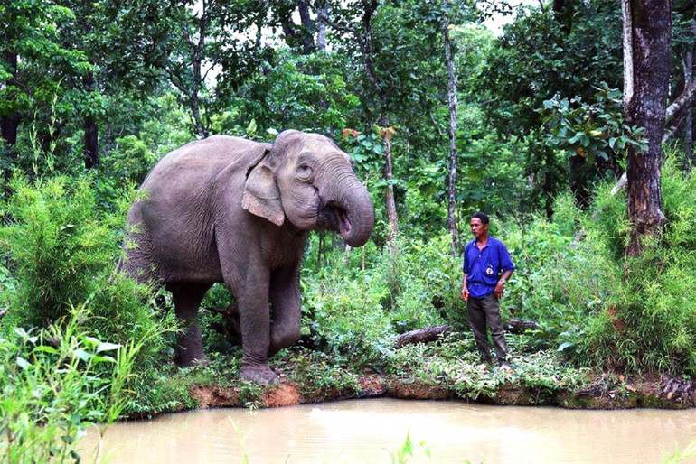 Một cá thể voi nhà tại Vườn Quốc gia Yók Đôn được Tổ chức Động vật châu Á (AAF) hỗ trợ kinh phí xây dựng mô hình thân thiện với voi nhà, mục đích hướng tới việc chấm dứt sử dụng mô hình du lịch cưỡi voi và các hoạt động ảnh hưởng đến phúc lợi của voi nhà trong du lịch và lễ hội, góp phần bảo tồn voi nhà tại Đắk Lắk. (Ảnh: CTV)