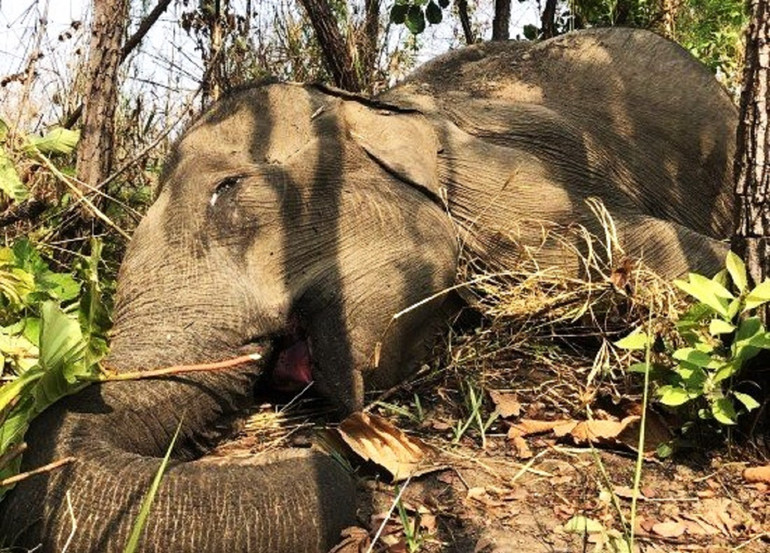 Một cá thể voi nhà ở huyện Buôn Đôn bị chết do bị bệnh. (Ảnh: CTV)