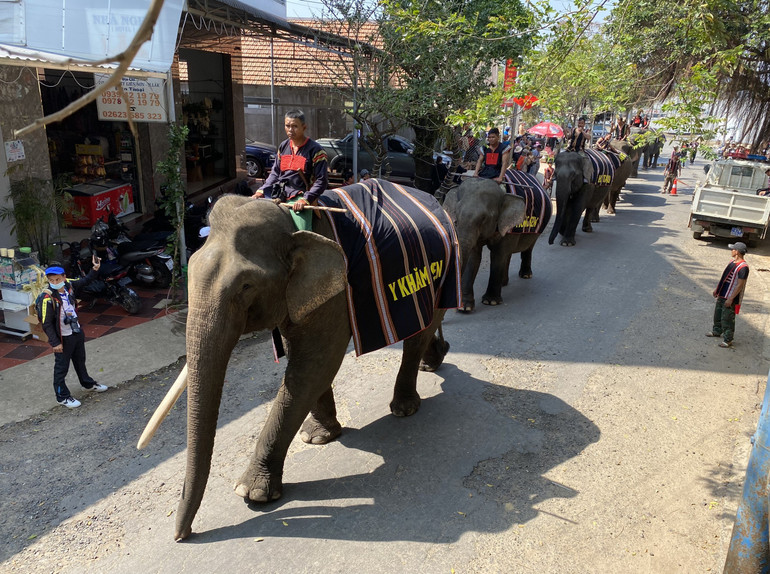 Đàn voi nhà ở Đắk Lắk ngày càng giảm sút, hiện còn khoảng 36 cá thể voi trên địa bàn 2 huyện Buôn Đôn và Lắk. (Ảnh CTV)