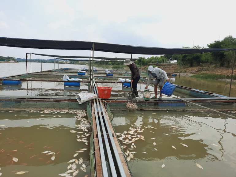 Theo các hộ nuôi cá, một trong những nguyên nhân khiến cá chết với số lượng lớn là do thời tiết nắng nóng và các đơn vị quản lý thủy điện trên đầu nguồn sông Sêrêpốk không xả nước khiến cá thiếu oxy.