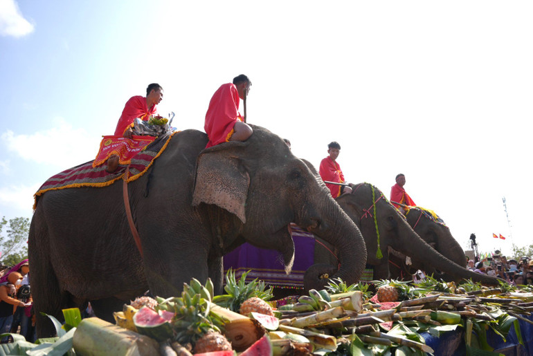 Tiệc buffet cho voi nhà. (Ảnh: CTV)