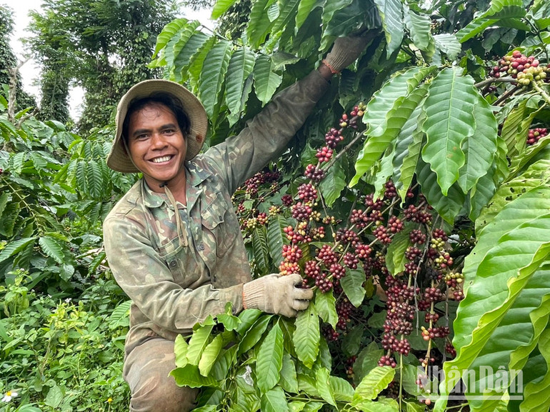 Chưa năm nào, người trồng cà-phê ở Đắk Lắk nói riêng, Tây Nguyên nói chung vui như năm nay vì giá cà-phê tăng cao.