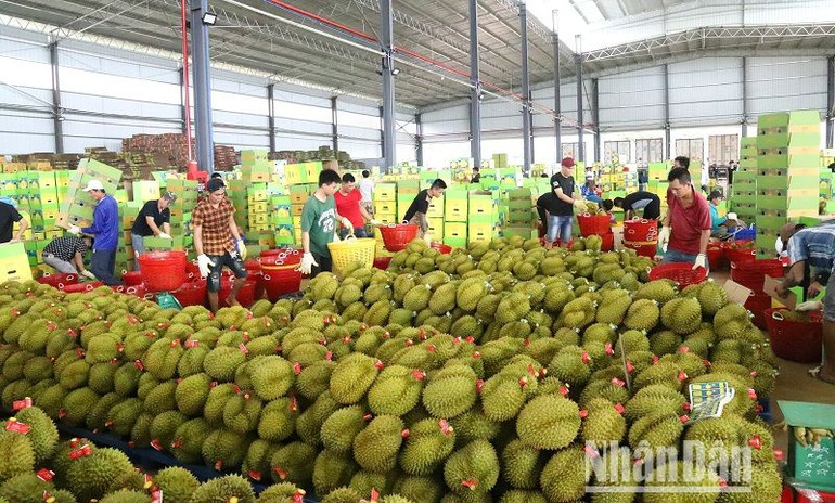 Một cơ sở thu mua, đóng gói sầu riêng phục vụ xuất khẩu trên địa bàn huyện Krông Pắc.