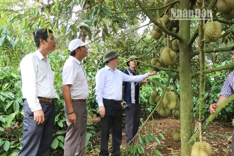 Bí thư Huyện ủy Krông Pắc Trần Hồng Tiến (đội nón cối áo trắng) trực tiếp xuống kiểm tra việc thu hoạch sầu riêng của nông dân trong huyện.