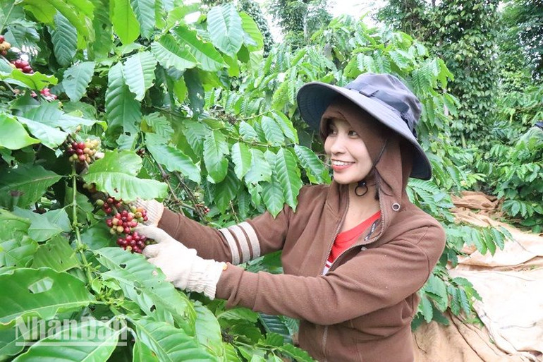 Nông dân tỉnh Đắk Lắk phấn khởi thu hoạch cà-phê năm niên vụ 2023-2024.