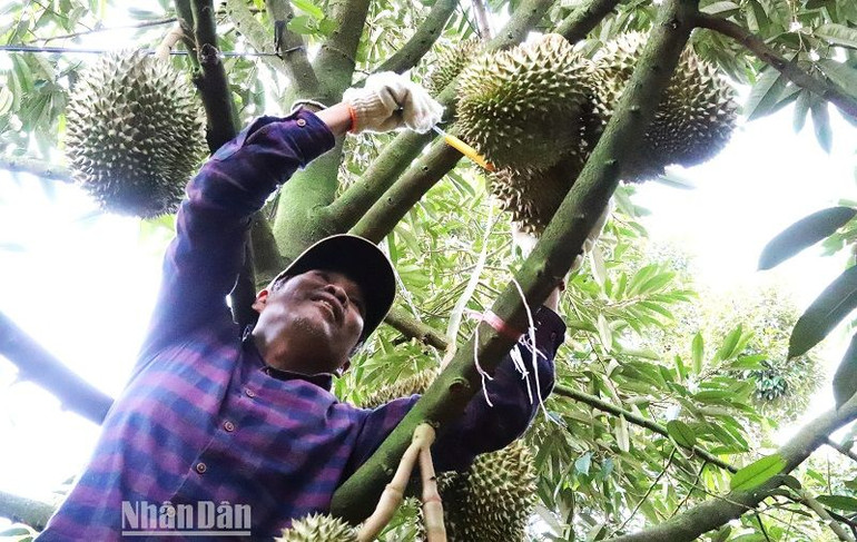 Hiện nay, nông dân tỉnh Đắk Lắk đang bước vào chính vụ thu hoạch sầu riêng năm 2023 trong niềm vui giá cả ở mức cao.