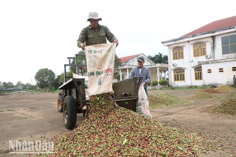 Năm nay giá cà-phê tăng cao nên người trồng cà-phê ở Đắk Lắk hết sức phấn khởi.