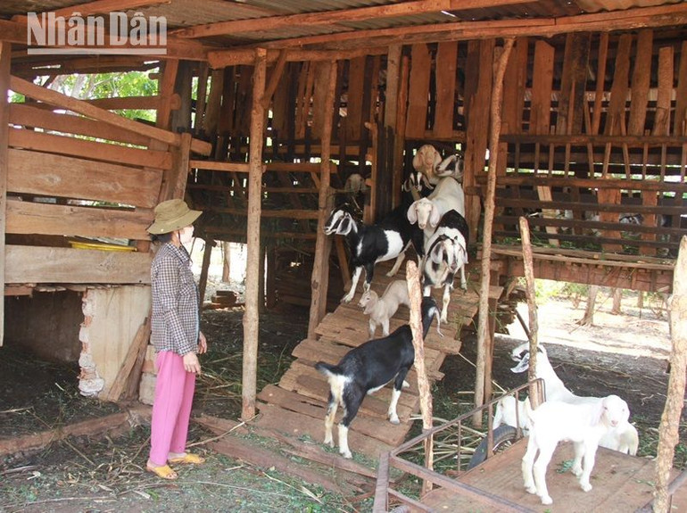 Một hộ dân ở huyện Cư M’gar vay vốn ưu đãi từ Ngân hàng chính sách xã hội huyện về đầu tư chăn nuôi dê vươn lên thoát nghèo, ổn định cuộc sống.