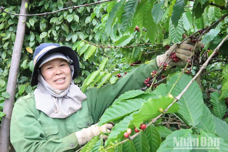 Từ khi bước vào thu hoạch cà-phê niên vụ 2023-2024 đến nay, giá cà-phê liên tục tăng cao nên người trồng cà-phê ở Đắk Lắk nói riêng, Tây Nguyên nói chung hết sức phấn khởi.