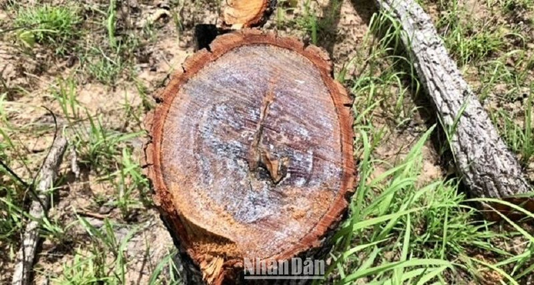 Phá rừng là một trong những nguyên nhân chính dẫn đến suy giảm diện tích rừng tự nhiên trên địa bàn tỉnh Đắk Lắk trong những năm qua.