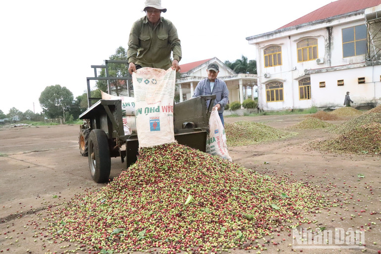 Niềm vui của người trồng cà-phê ở Đắk Lắk khi thu hoạch về, giá cà-phê đang ở mức cao.