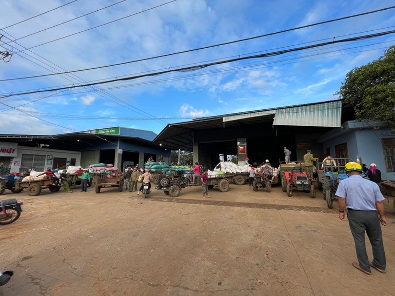 Nhiều nông dân tranh thủ giá cà-phê đang ở mức cao nên sau khi thu hoạch chở thẳng ra đại lý thu mua bán cà-phê tươi.