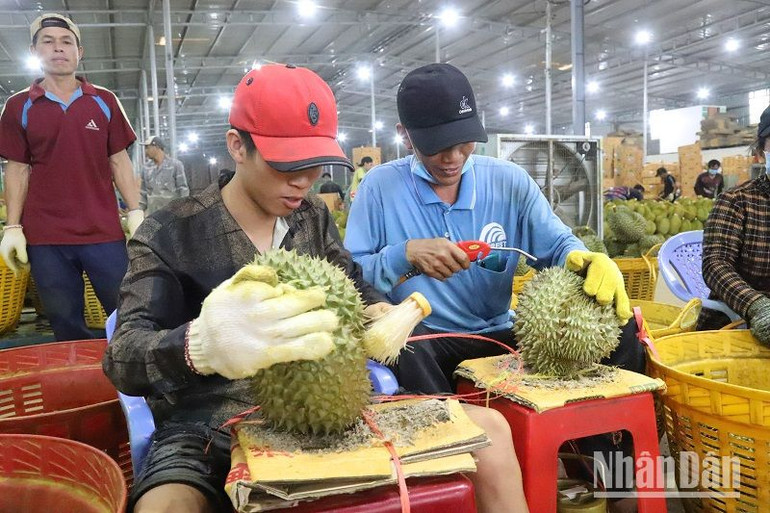 Làm sạch quả sầu riêng trước khi đưa vào đóng gói xuất khẩu.