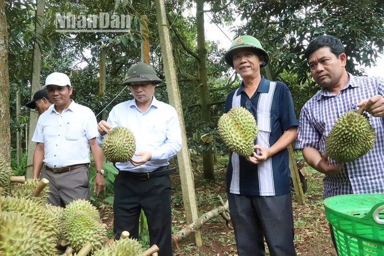 Trước việc xảy ra tình trạng tranh mua, tranh bán, bảo kê ép giá ở một số địa phương trong tỉnh, lãnh đạo huyện Krông Pắc, địa phương có diện tích lớn nhất tỉnh Đắk Lắk thường xuyên xuống cơ cơ sở kiểm tra, chỉ đạo chính quyền địa phương và các ngành chức năng bảo đảm an ninh trật tự để người dân yên tâm thu hoạch.
