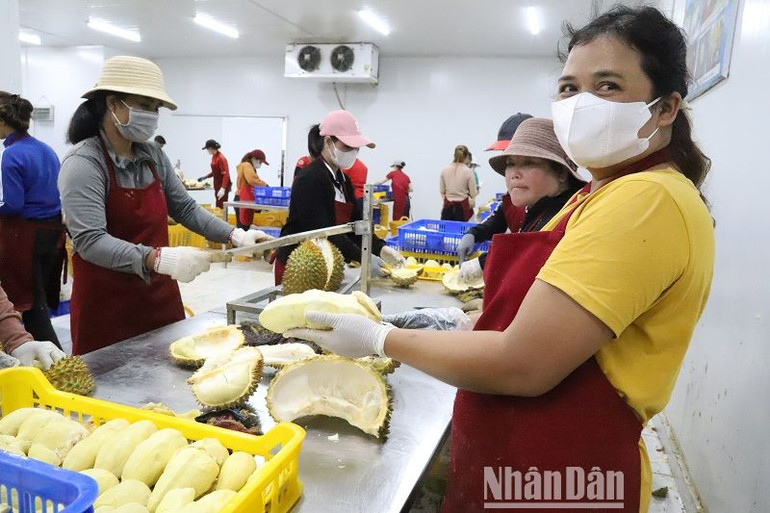 Một số cơ sở bóc tách múi sầu riêng cấp đông để bán được lâu dài.