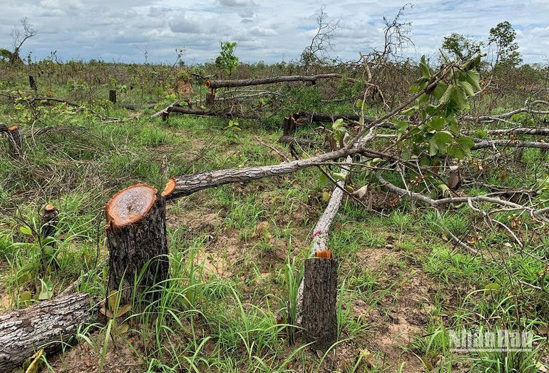 Rừng tại Tiểu khu 222 và Tiểu khu 205 do Ủy ban nhân dân xã Ya Tờ Mốt, huyện Ea Súp quản lý bị tàn phá. (Ảnh được chụp vào tháng 4/2022) Rừng tại Tiểu khu 222 và Tiểu khu 205 do Ủy ban nhân dân xã Ya Tờ Mốt, huyện Ea Súp quản lý bị tàn phá. (Ảnh được chụp vào tháng 4/2022)