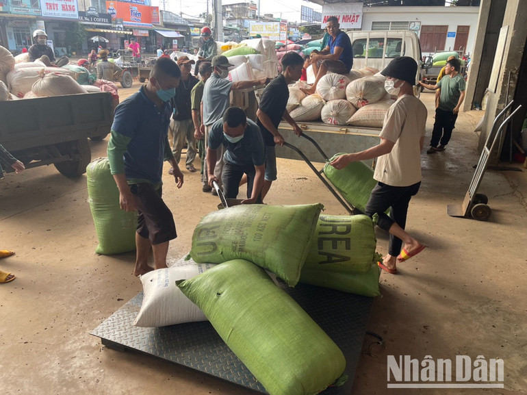 Giá cà-phê đang ở mức cao nên hoạt động mua bán diễn ra tấp nập.