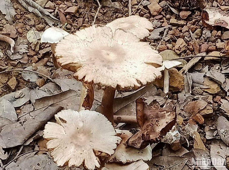 Loại nấm mà anh Y.Đ.W.P hái về ăn gây ngộ độc.